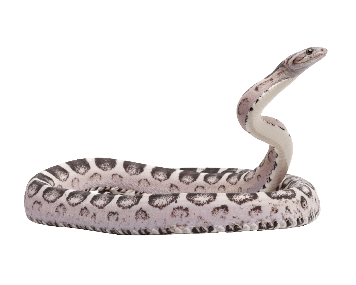 Snakes For Sale O.T.W Exotics