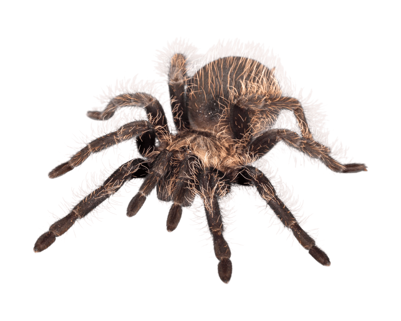 Invertebrates For Sale
