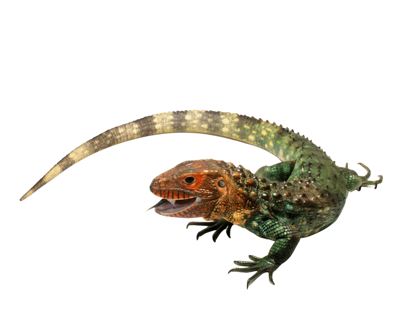 Lizards For Sale O.T.W Exotics