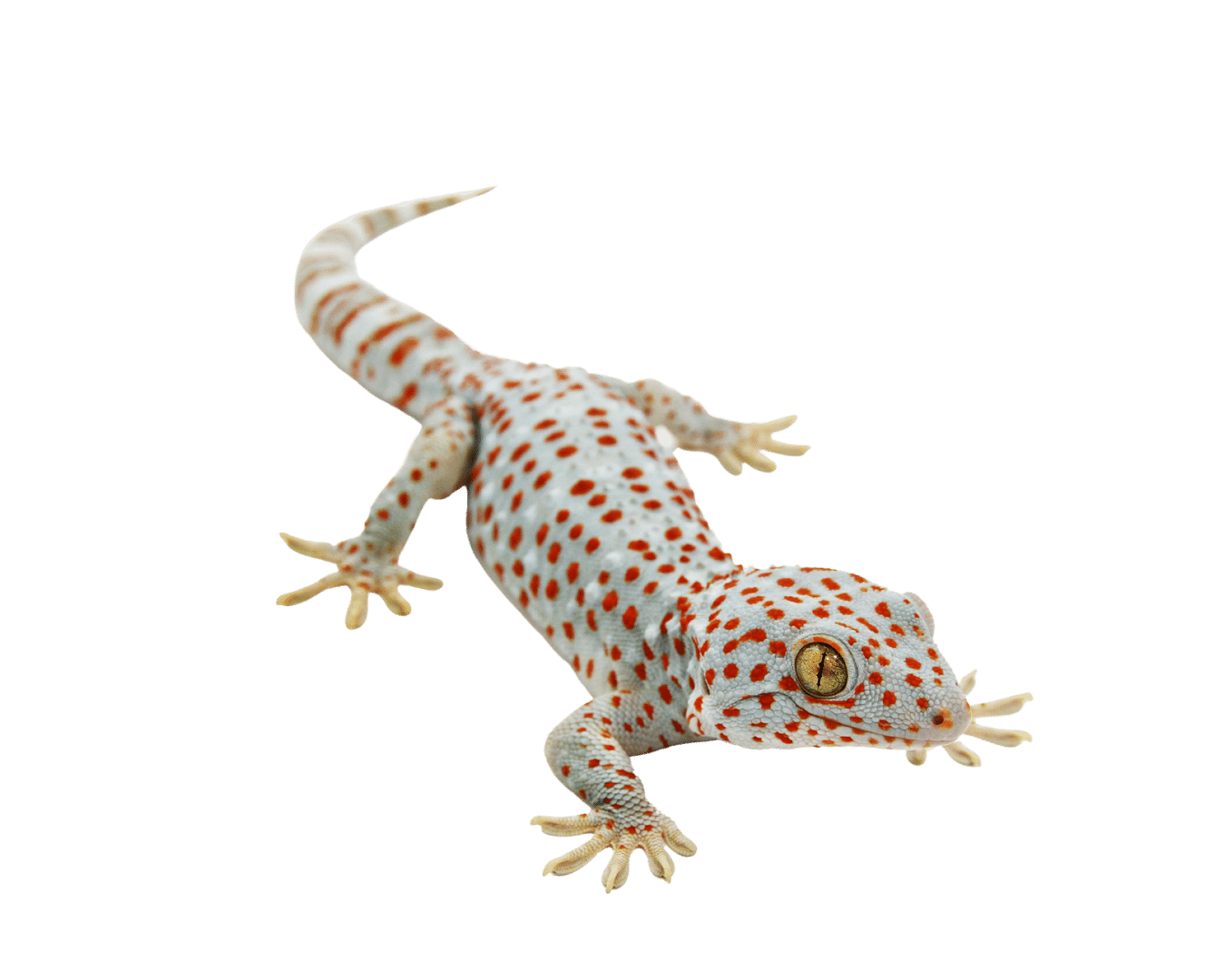 Geckos For Sale