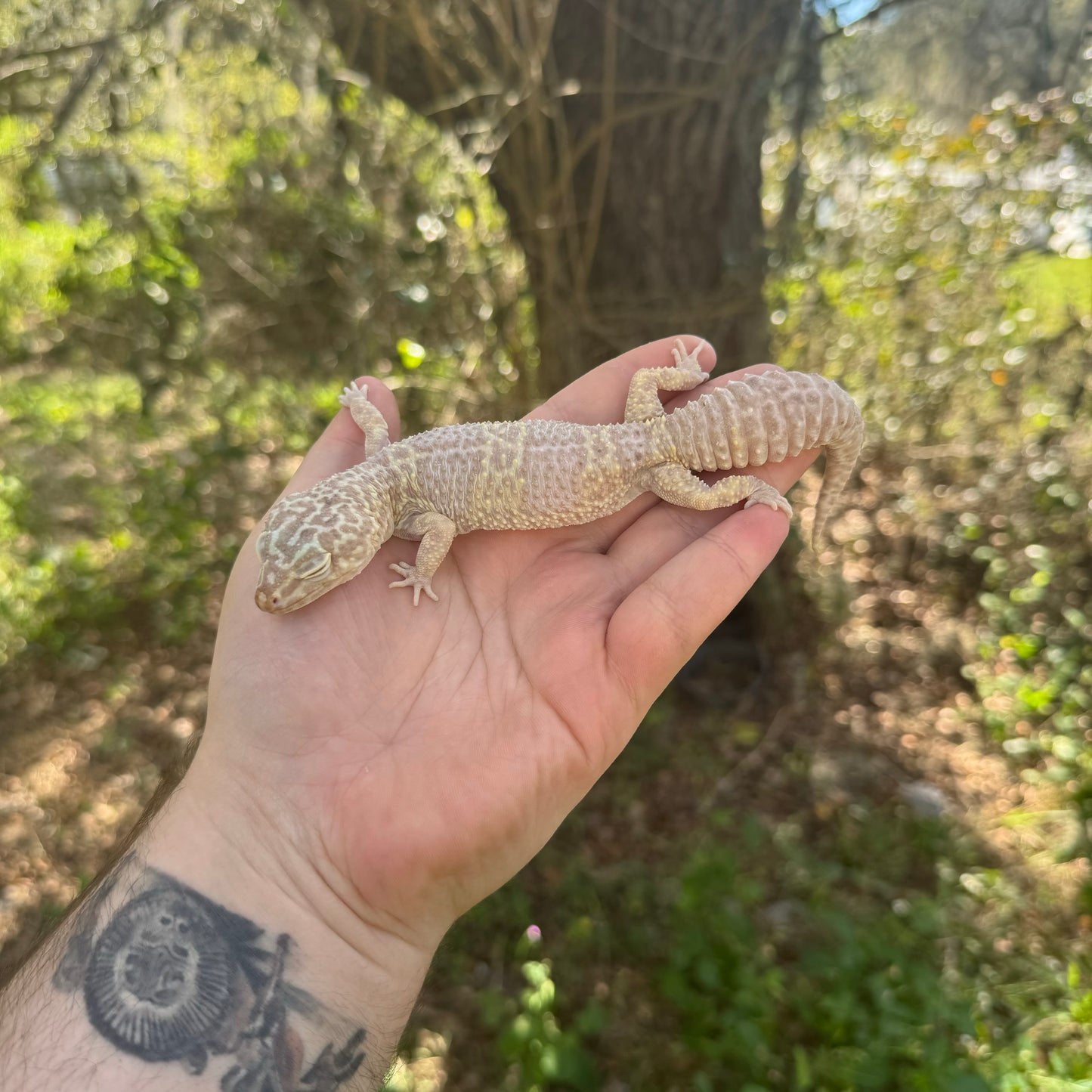Albino Leopard Gecko Adult