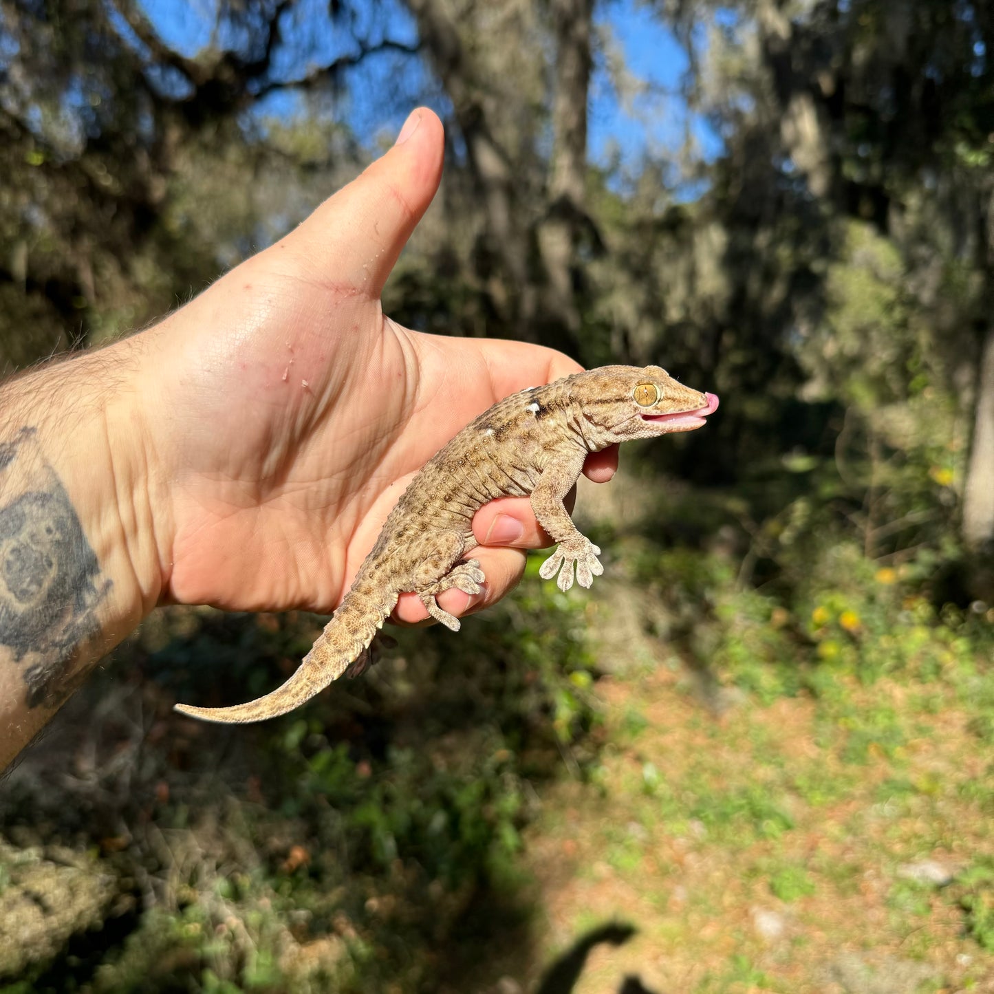 White Spotted Gecko