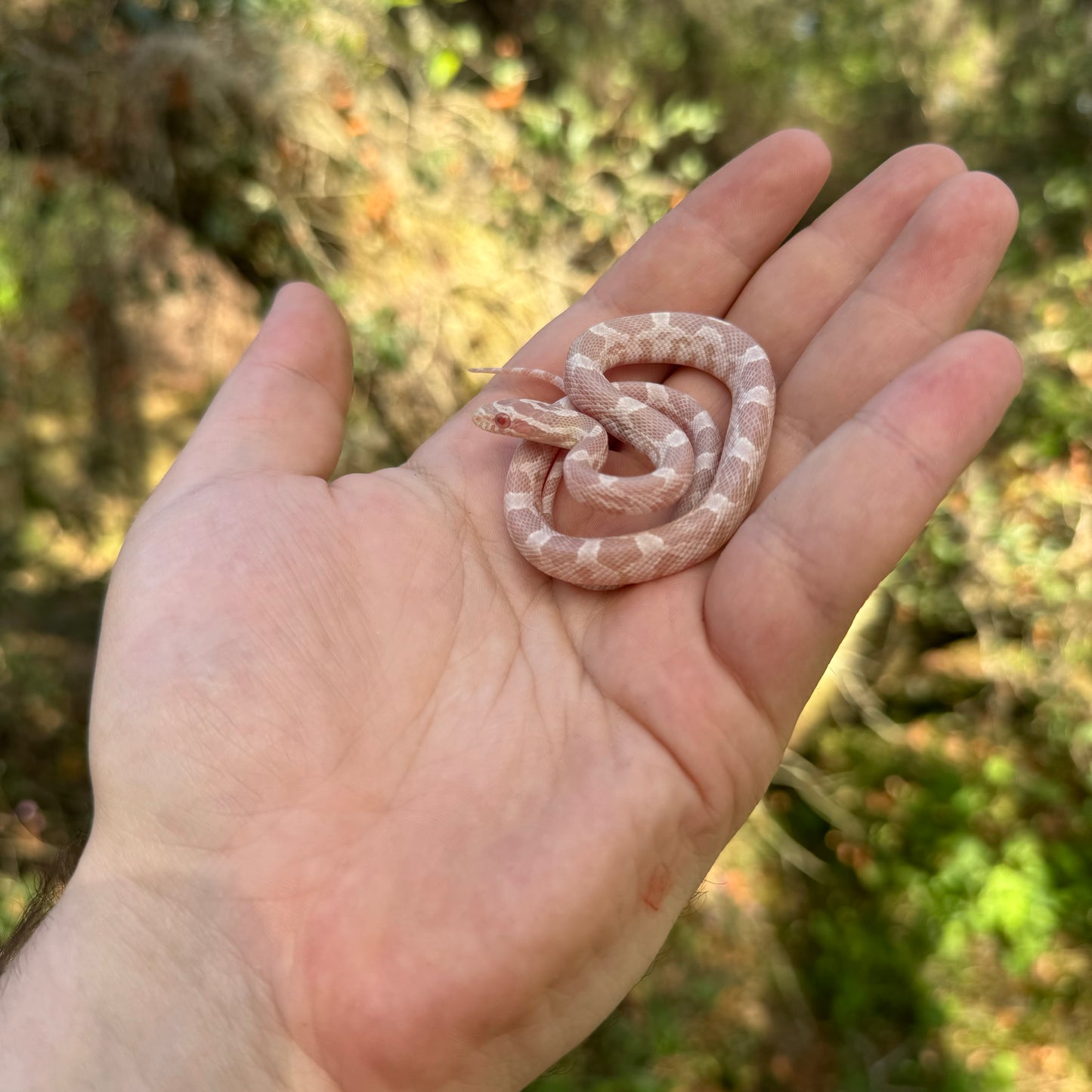 Snow Corn Snake