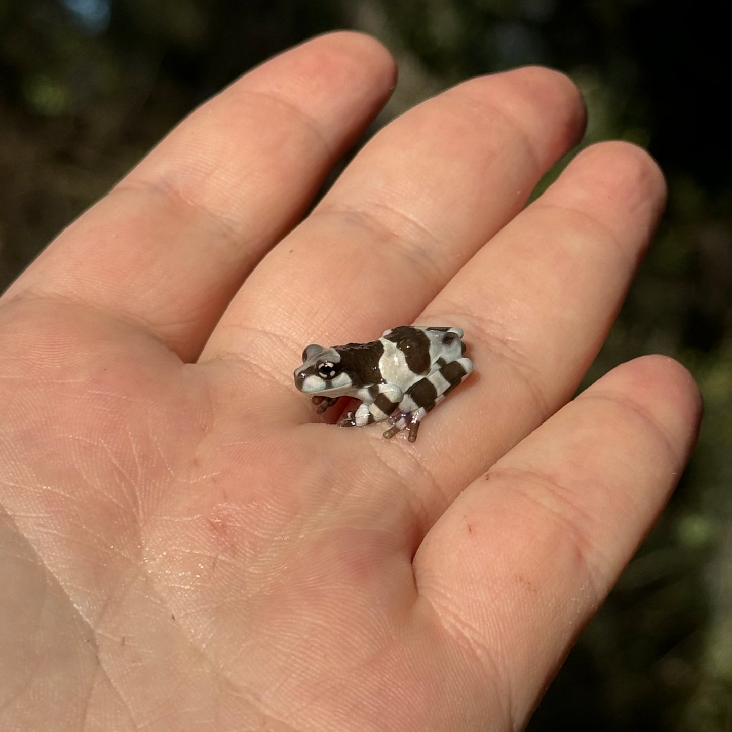 Amazon Milk Frog