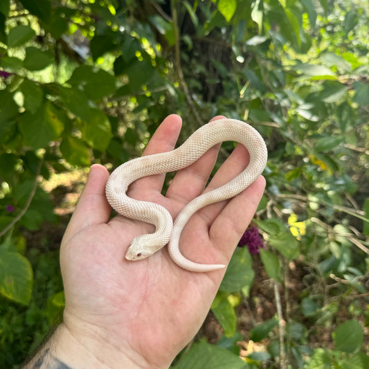 Yearling Snow Conda (Yeti) Hognose Snake