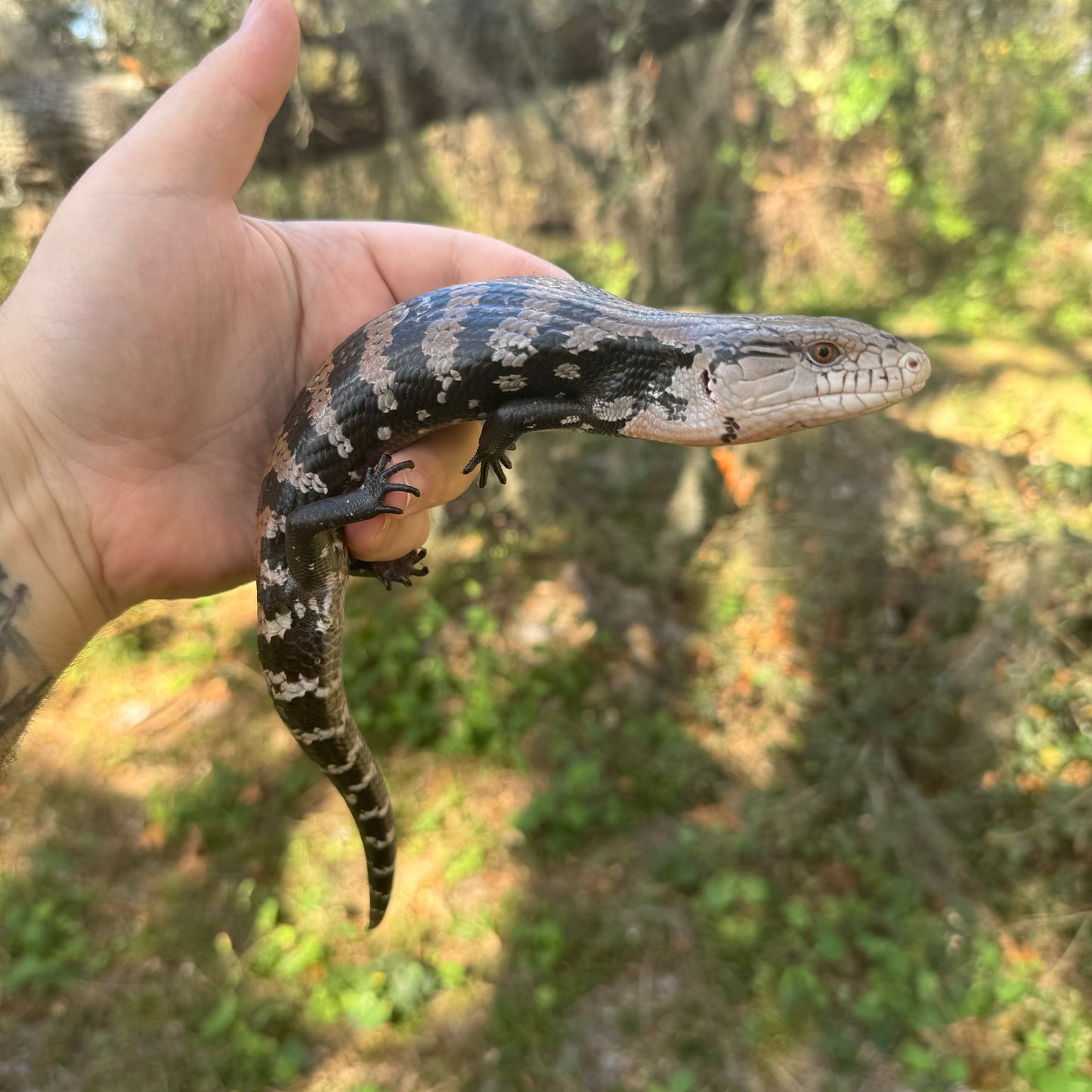 Halmahera Blue Tongue Skink