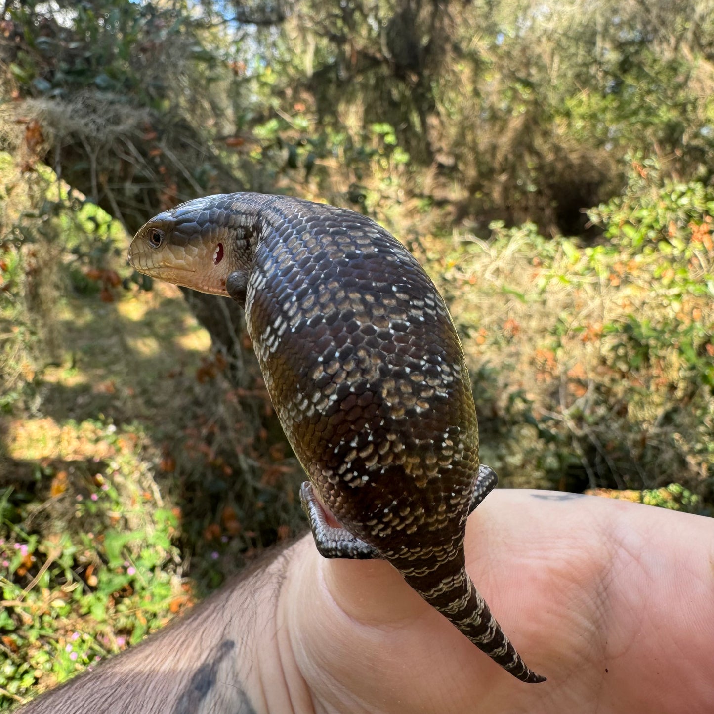 Baby Tanimbar Blue Tongue Skink