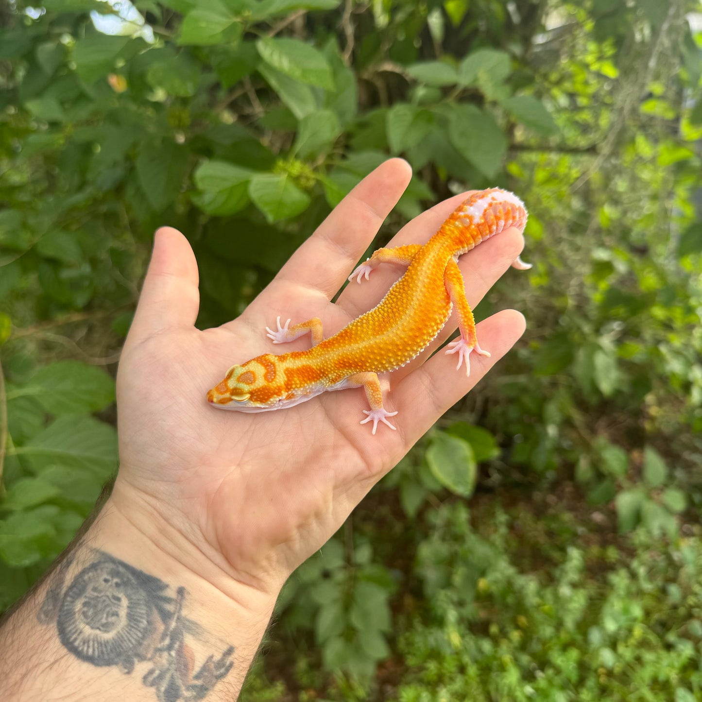 Adult Tangerine Tremper Leopard Gecko