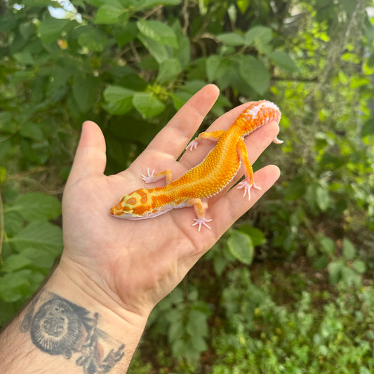 Adult Tangerine Tremper Leopard Gecko