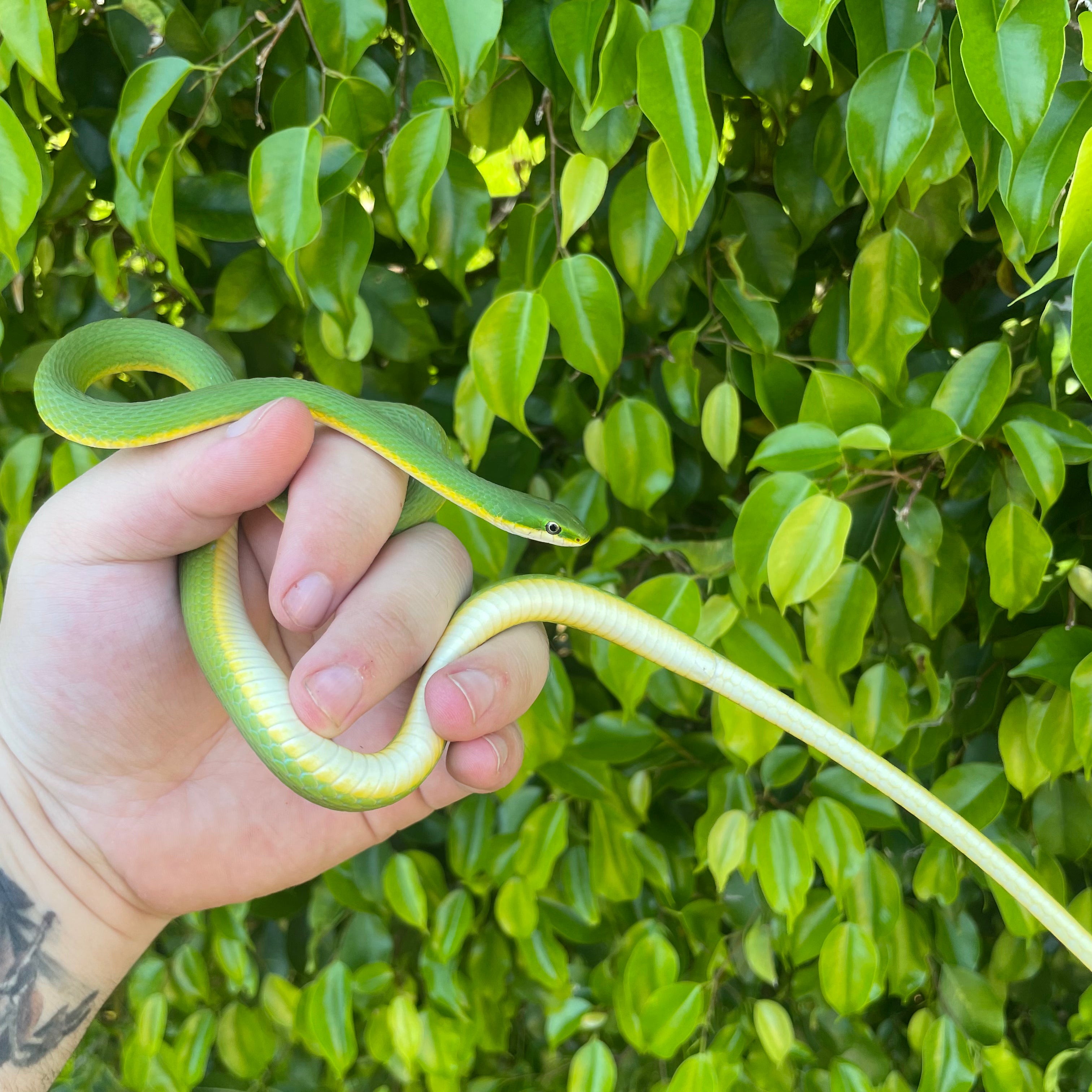 Florida Rough Green Snake For Sale O.T.W Exotics