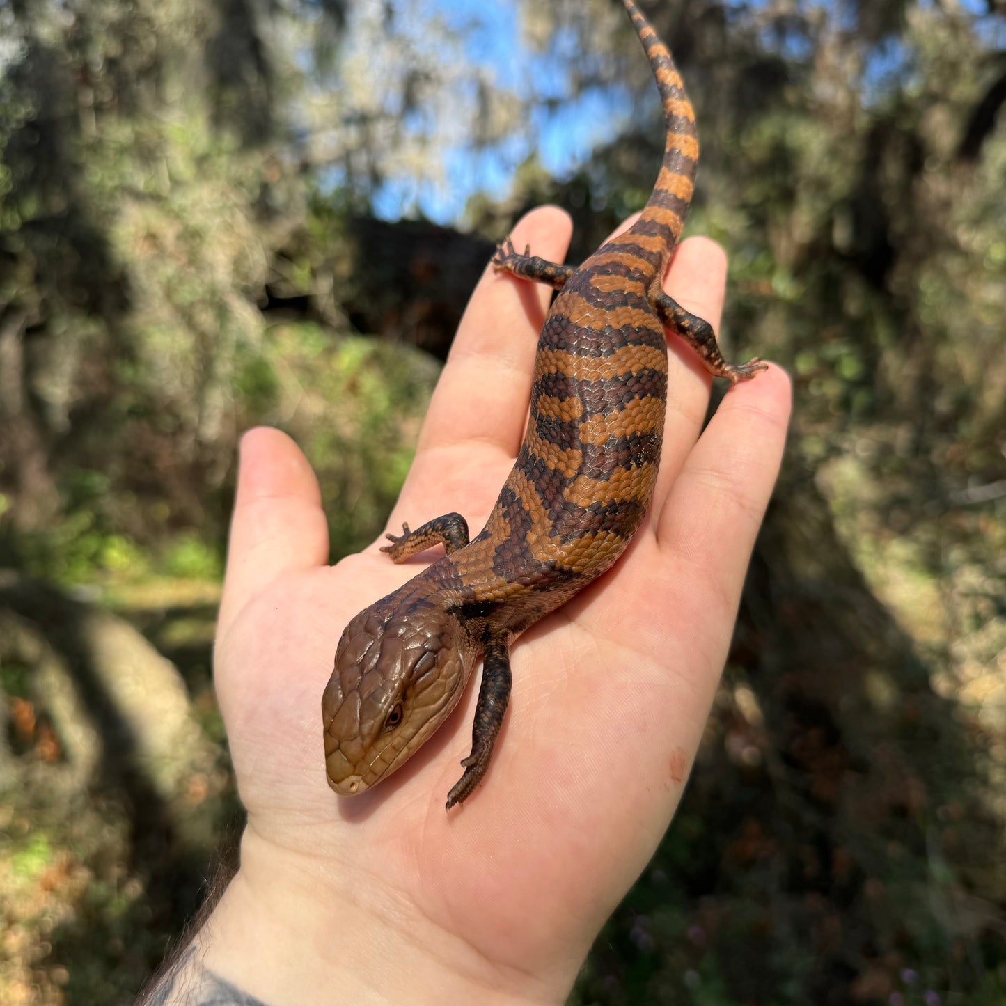 Merauke Blue Tongue Skink