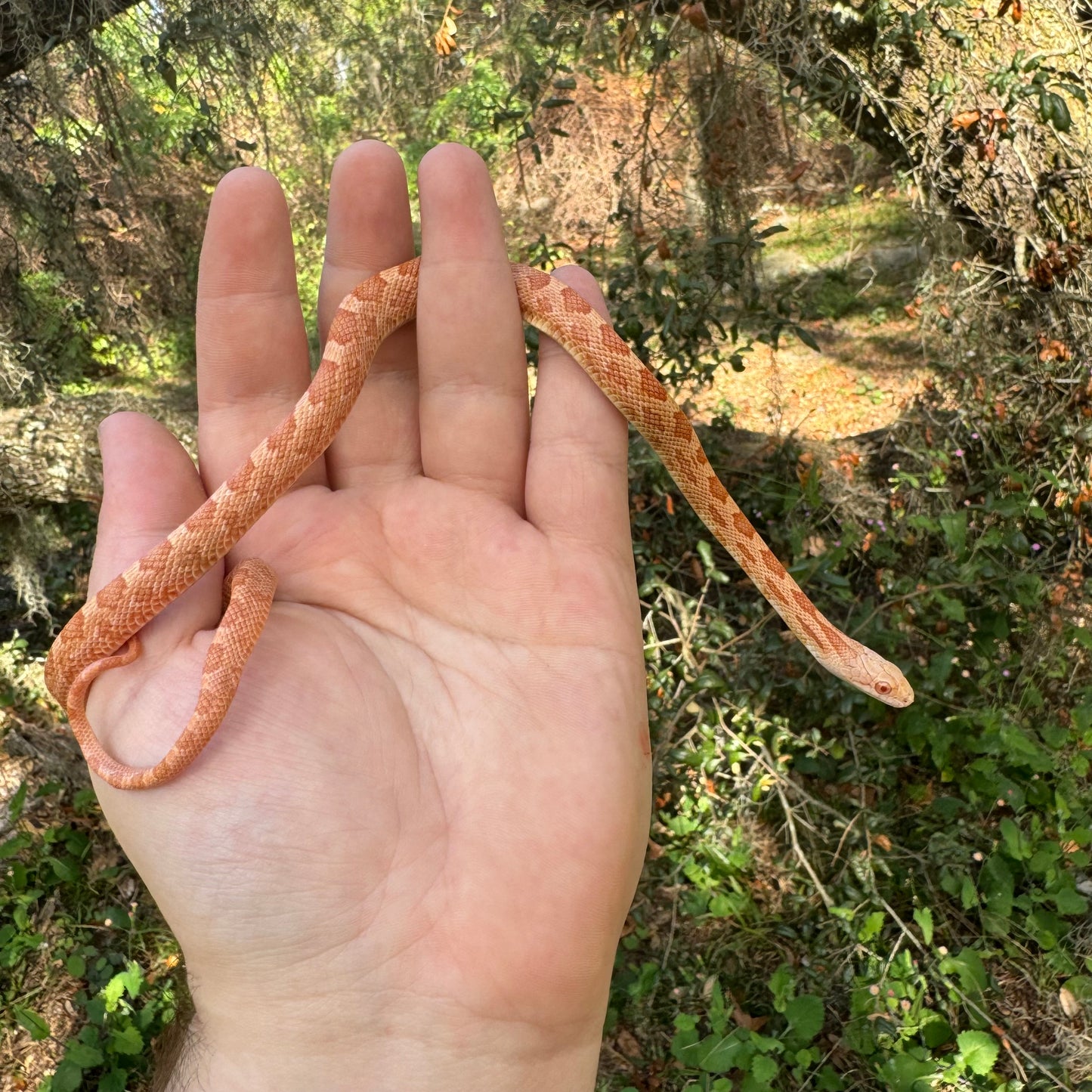 Albino Black Rat Snake