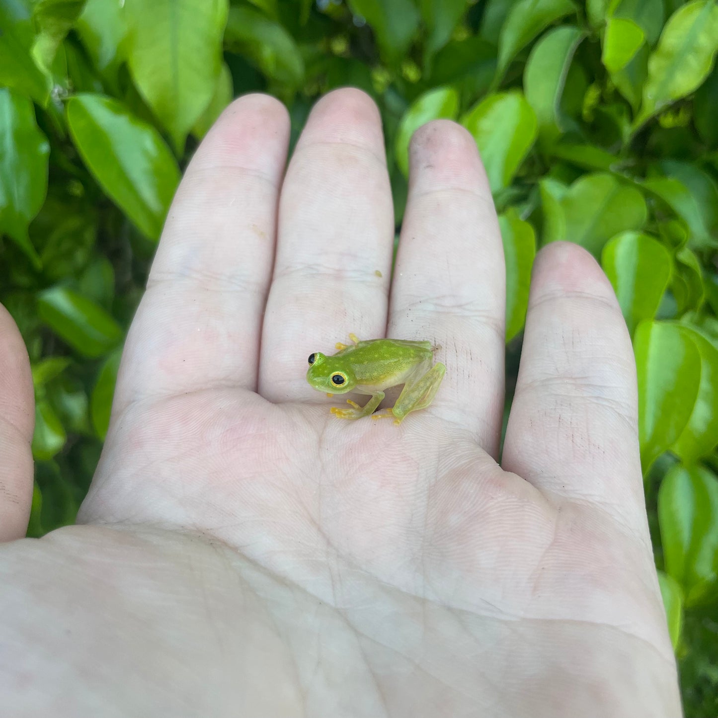 Central American Glass Frog