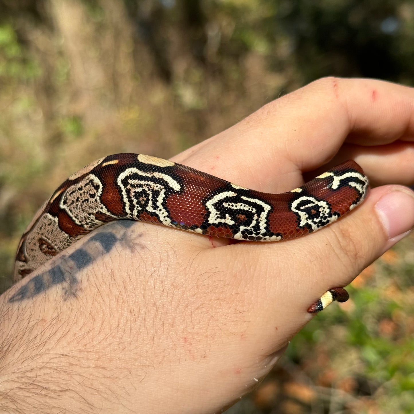 Suriname Red Tail Boa