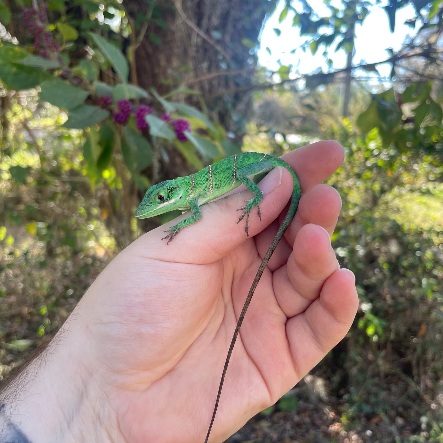 Baby Western Giant Anole