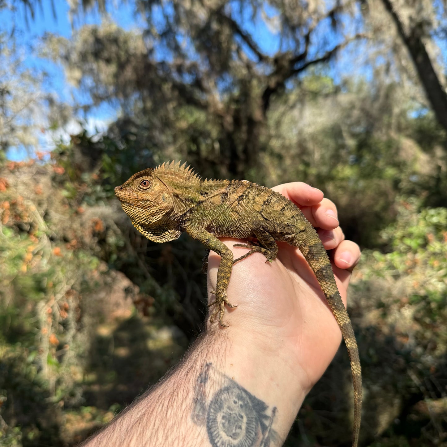 Blue Eye Crested Dragon