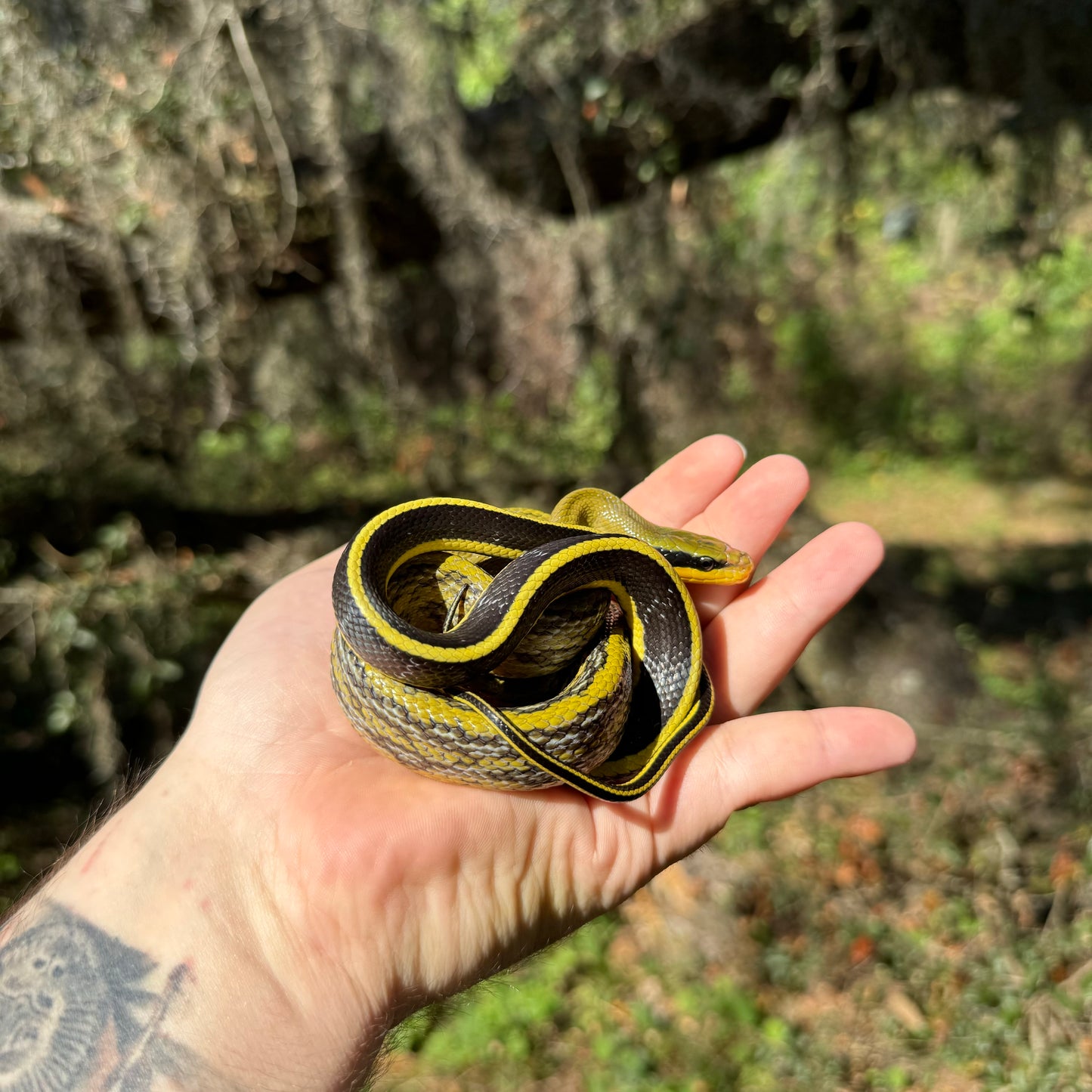 Sumatran Cave Dwelling Rat Snake
