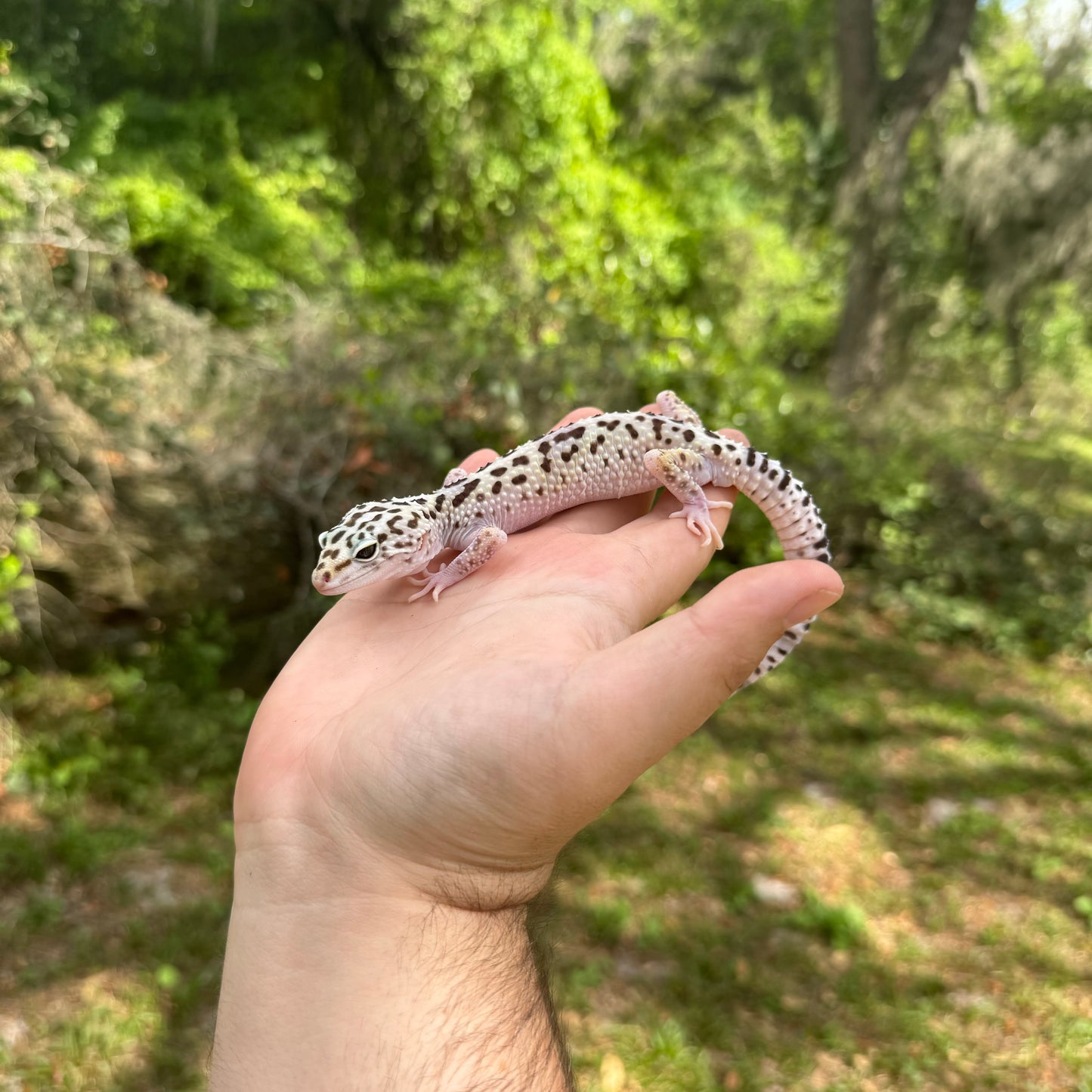 Iranian Leopard Gecko (Ilam Locale)