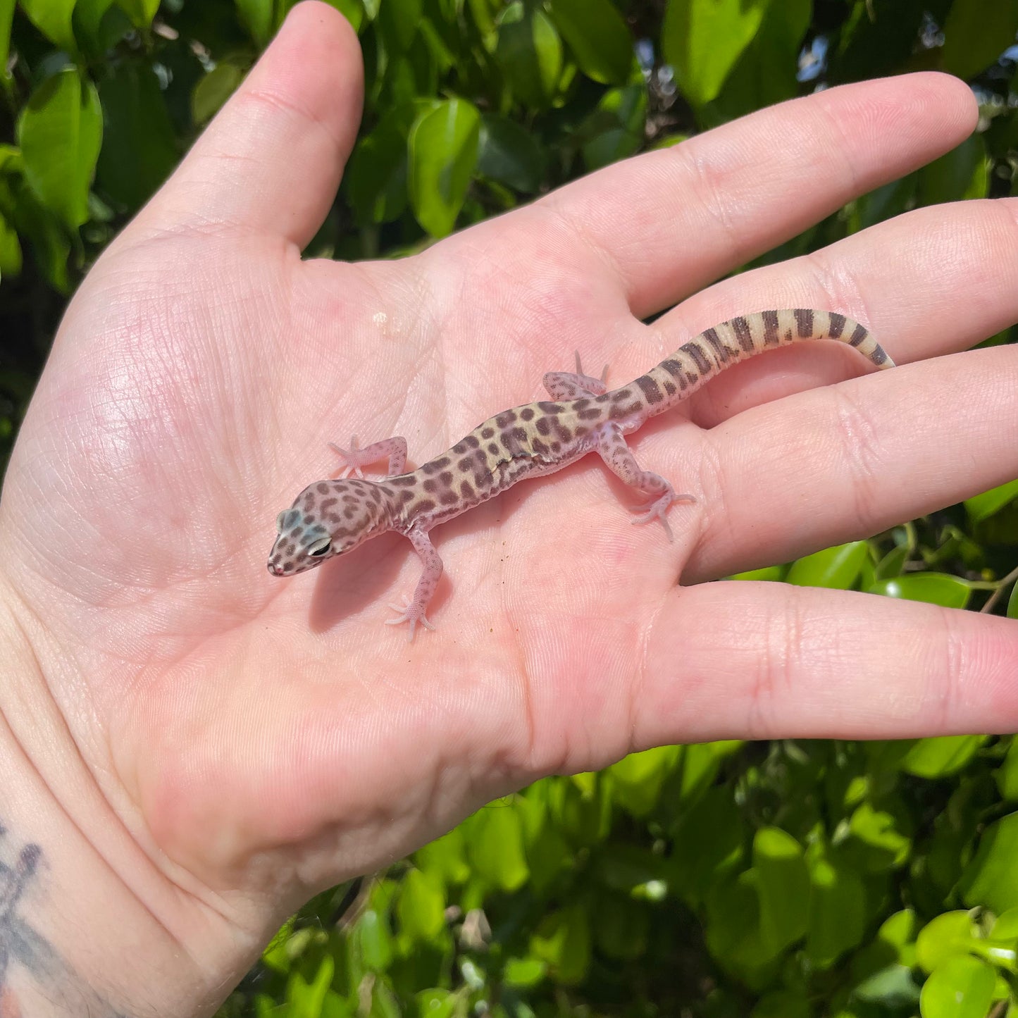 Western banded gecko