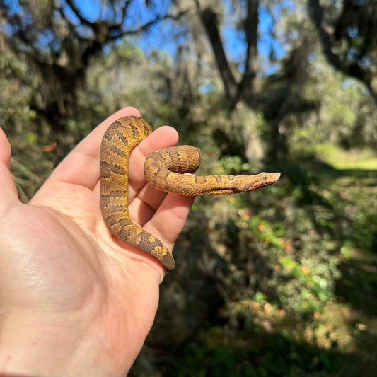 Viper Boa