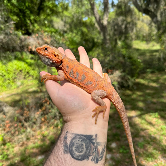 Juvenile Male Red Hypo Translucent Bearded Dragon