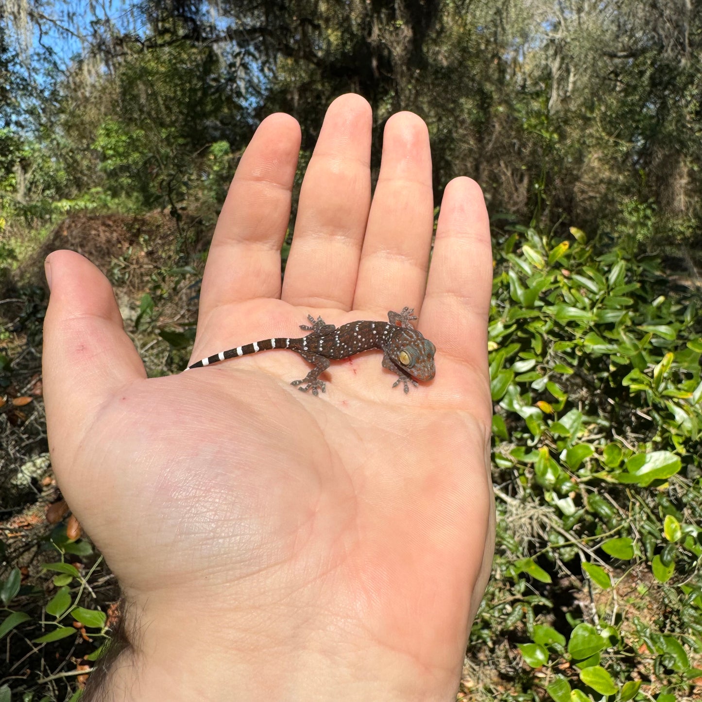 Baby Tokay Gecko
