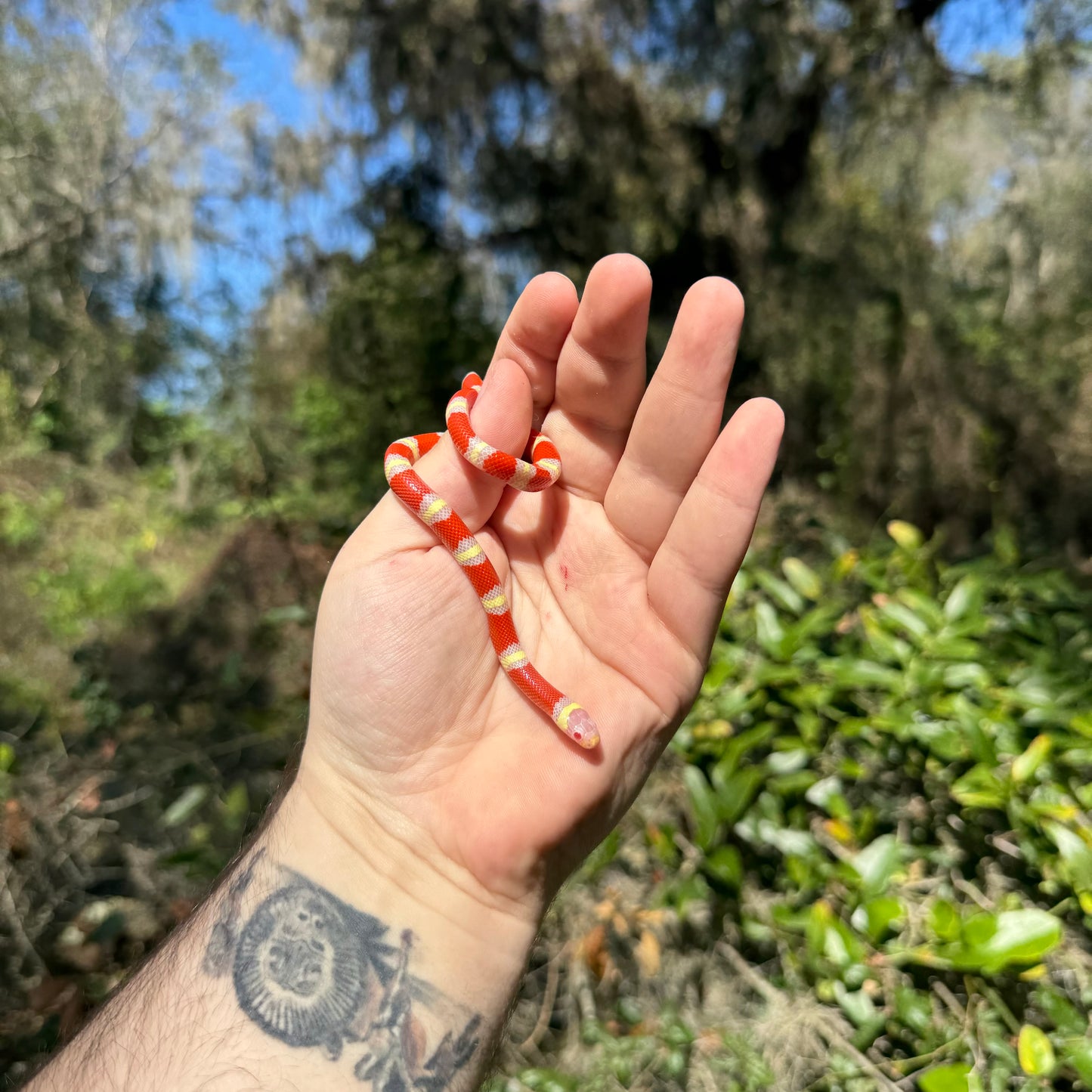 Baby Albino Nelson's Milk Snake