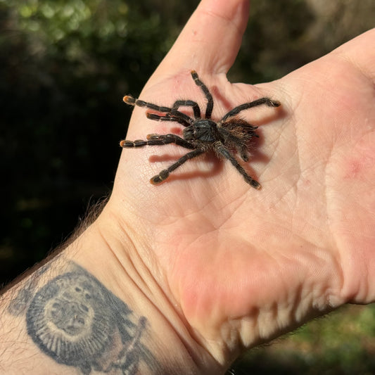 Pink Toe Tarantula (Avicularia avicularia)