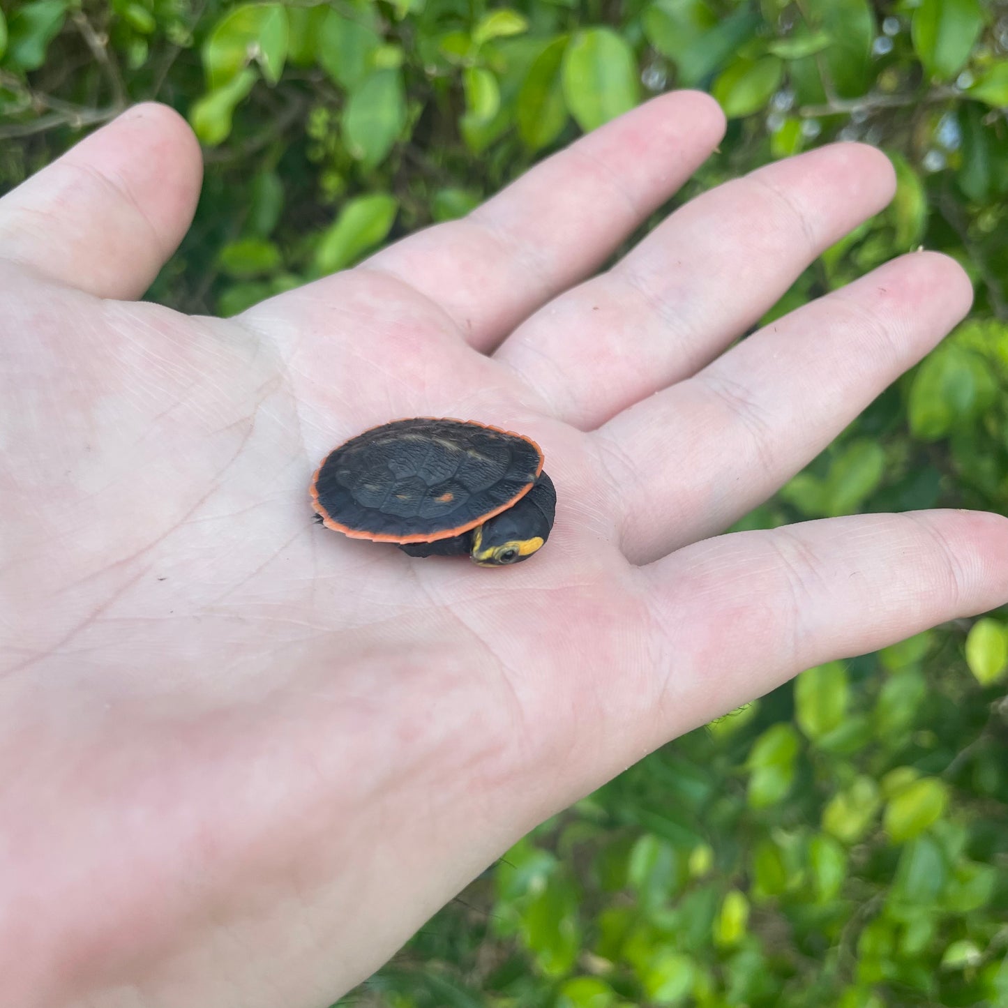 Pink Belly Side Neck Turtle