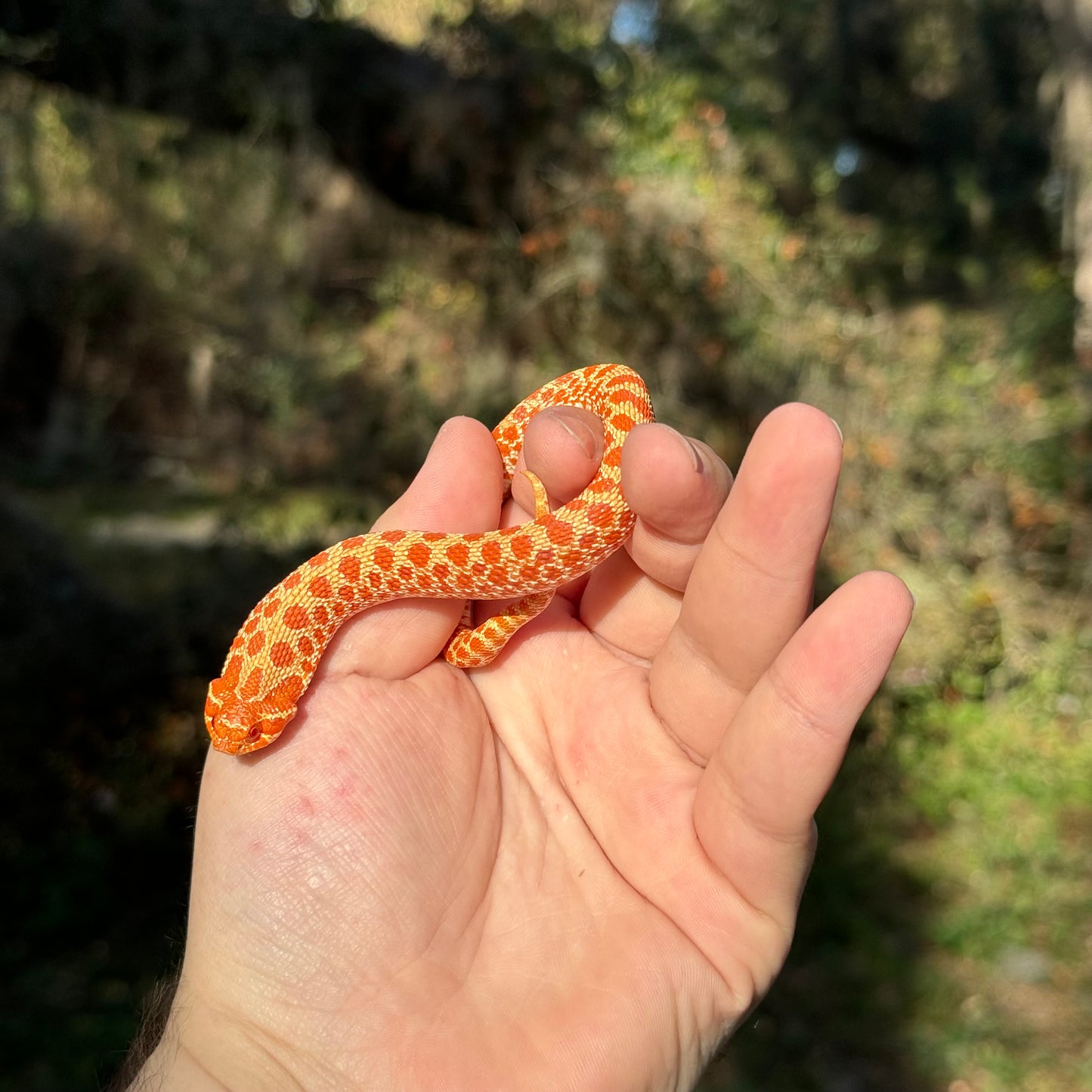 Albino Western Hognose