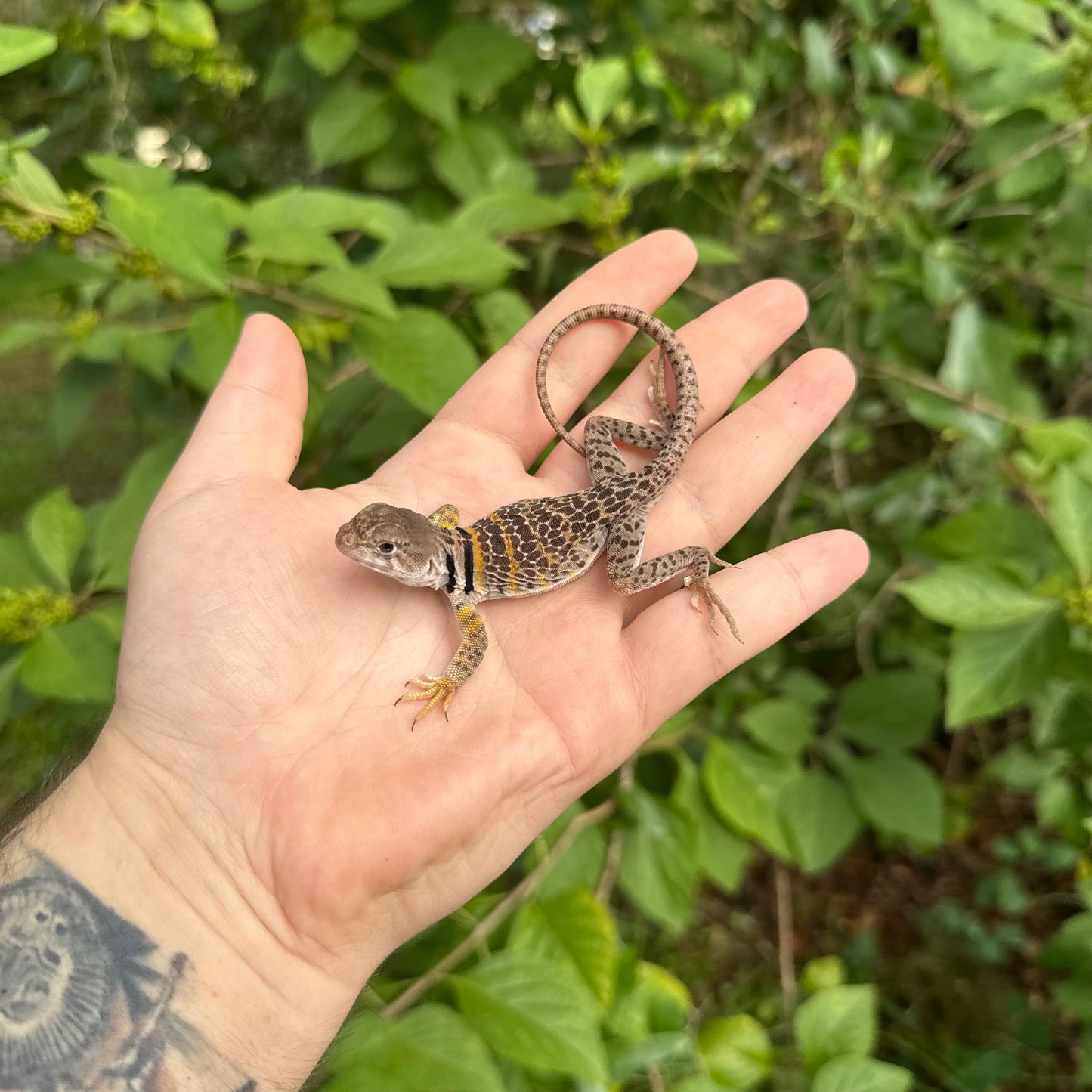 CB Baby Eastern Collard Lizard