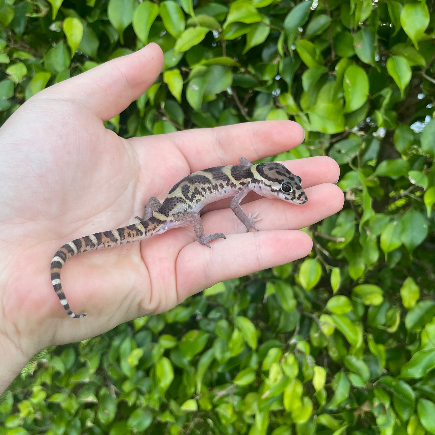 Central American Banded Gecko