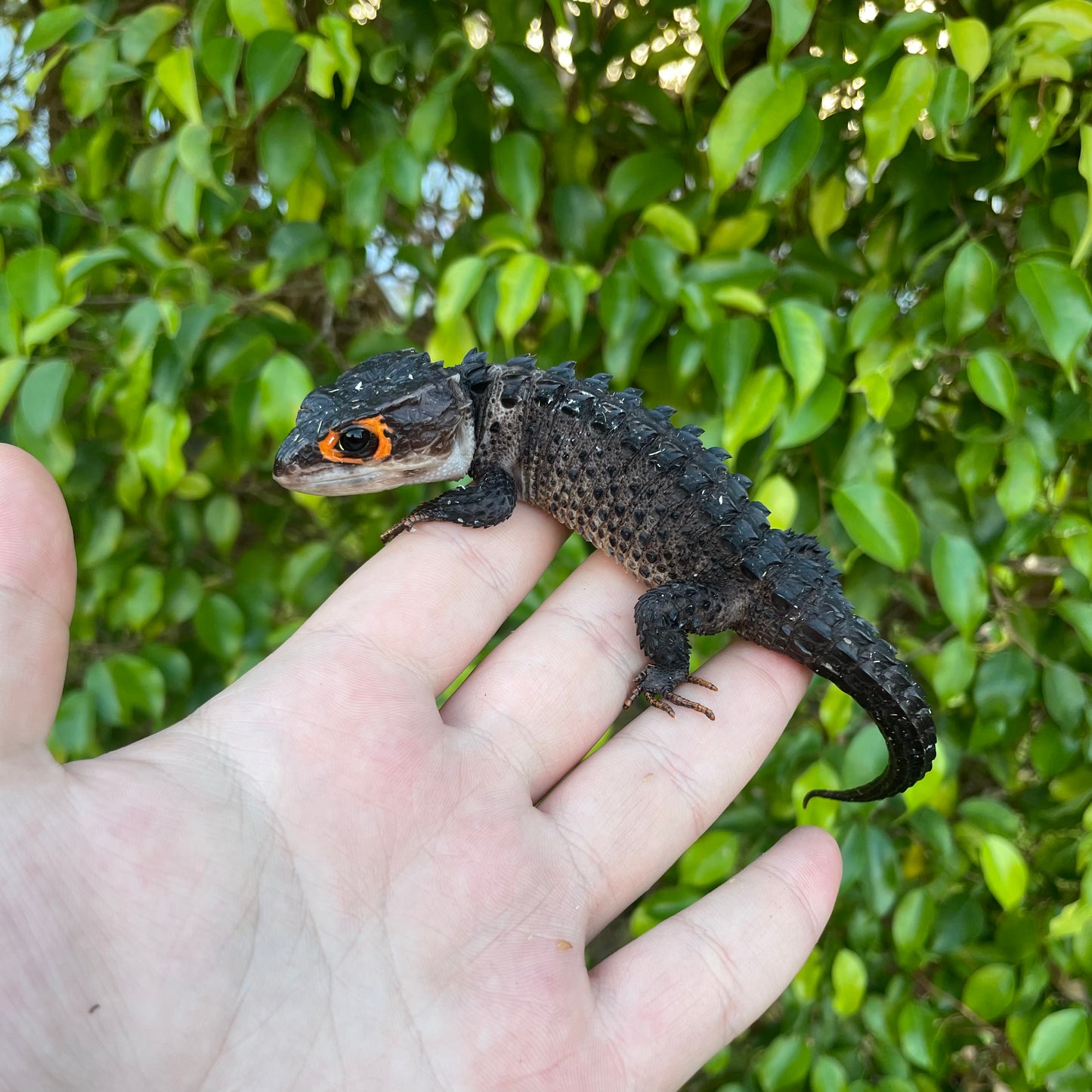 Red Eye Crocodile Skink