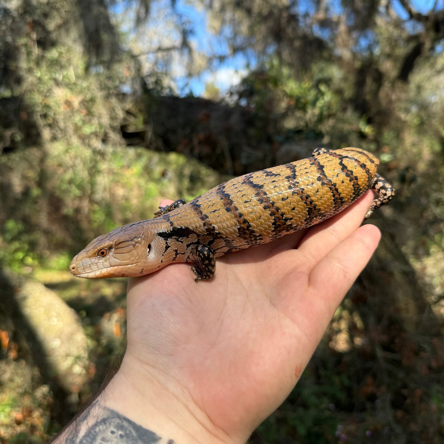 Merauke Blue Tongue Skink