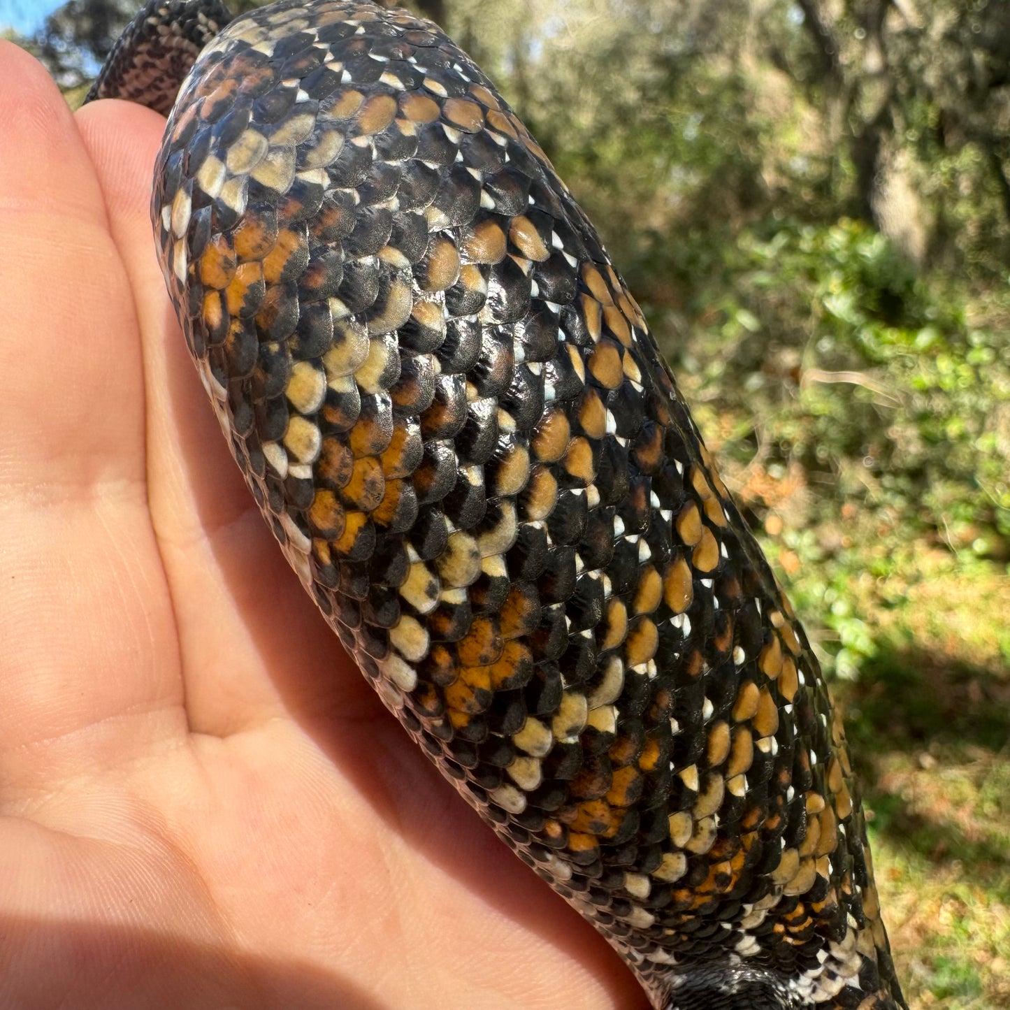 Aru Blue Tongue Skink