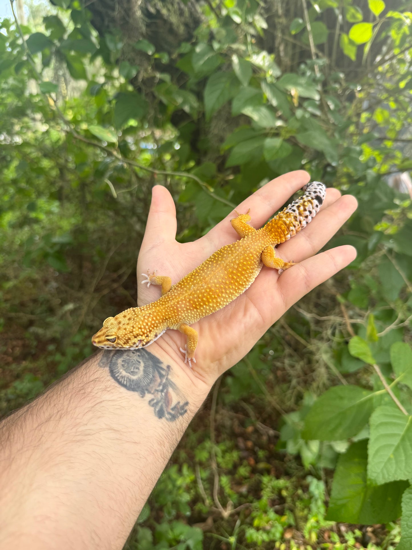 Adult Giant Super Hypo Leopard Gecko