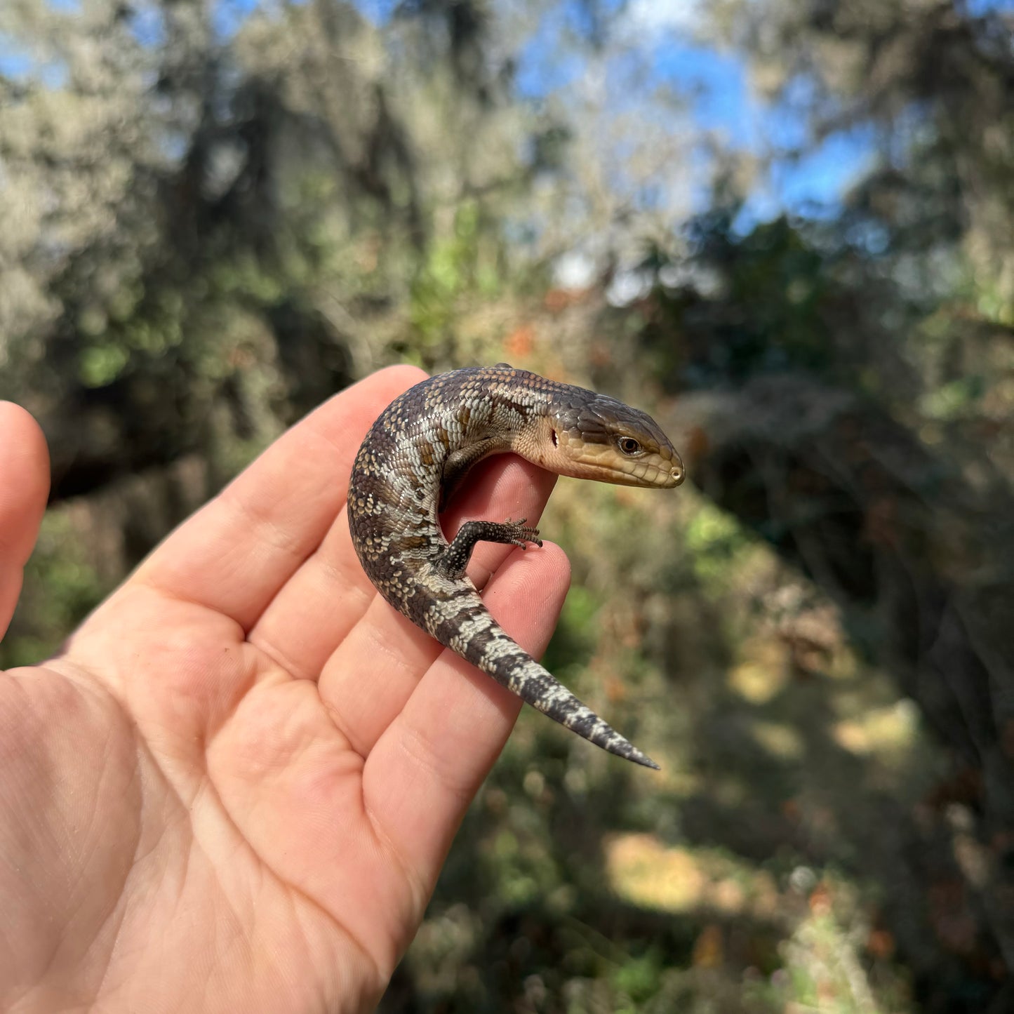 Baby Tanimbar Blue Tongue Skink