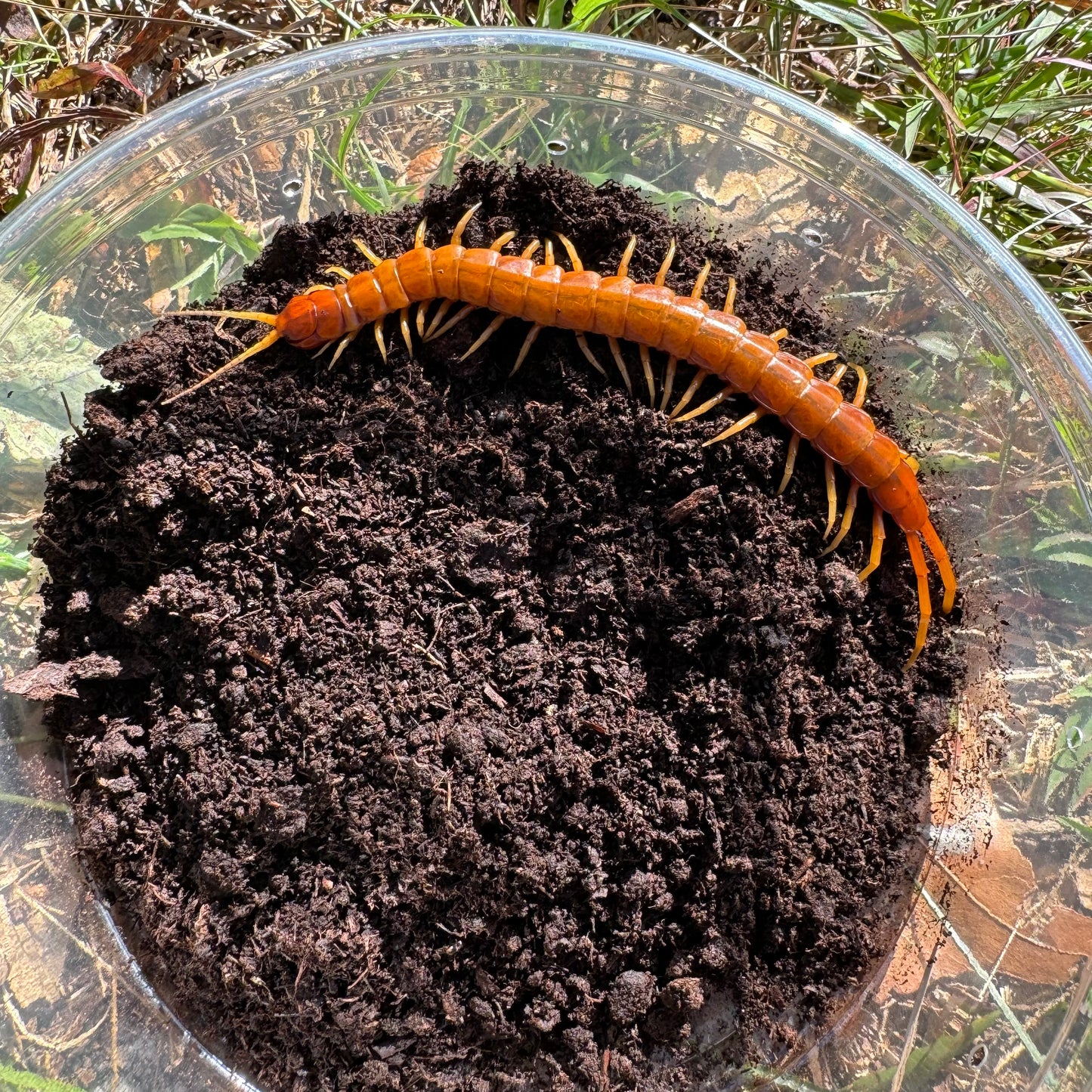 Giant Haitian Centipede