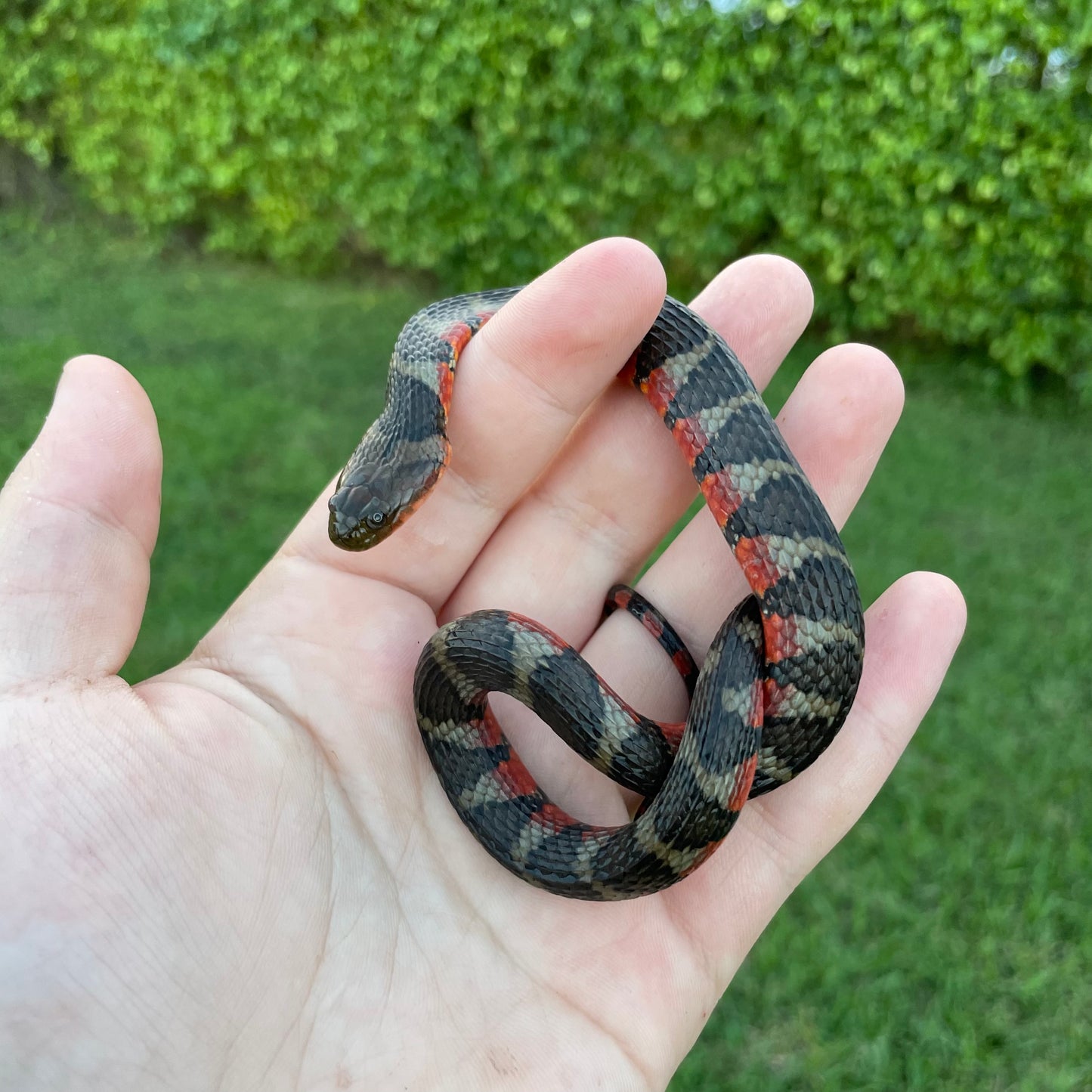 Suriname Water Snake