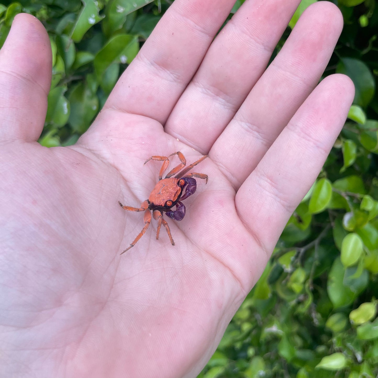 Vampire Crab