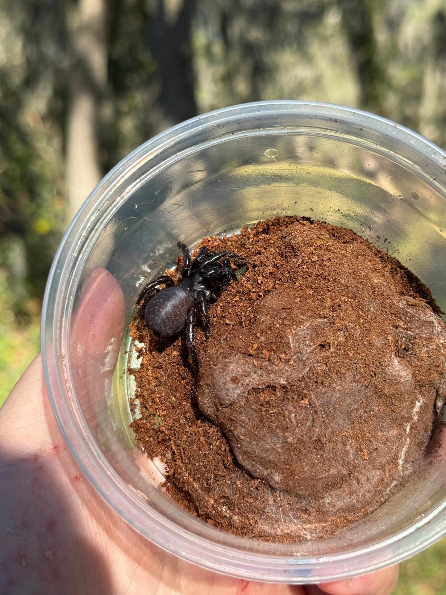 Thai Funnel Web Spider