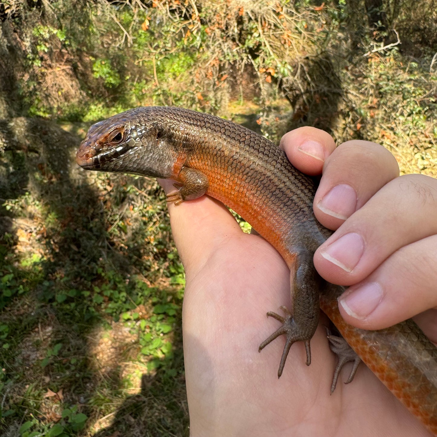 Kenyan Zebra Skink