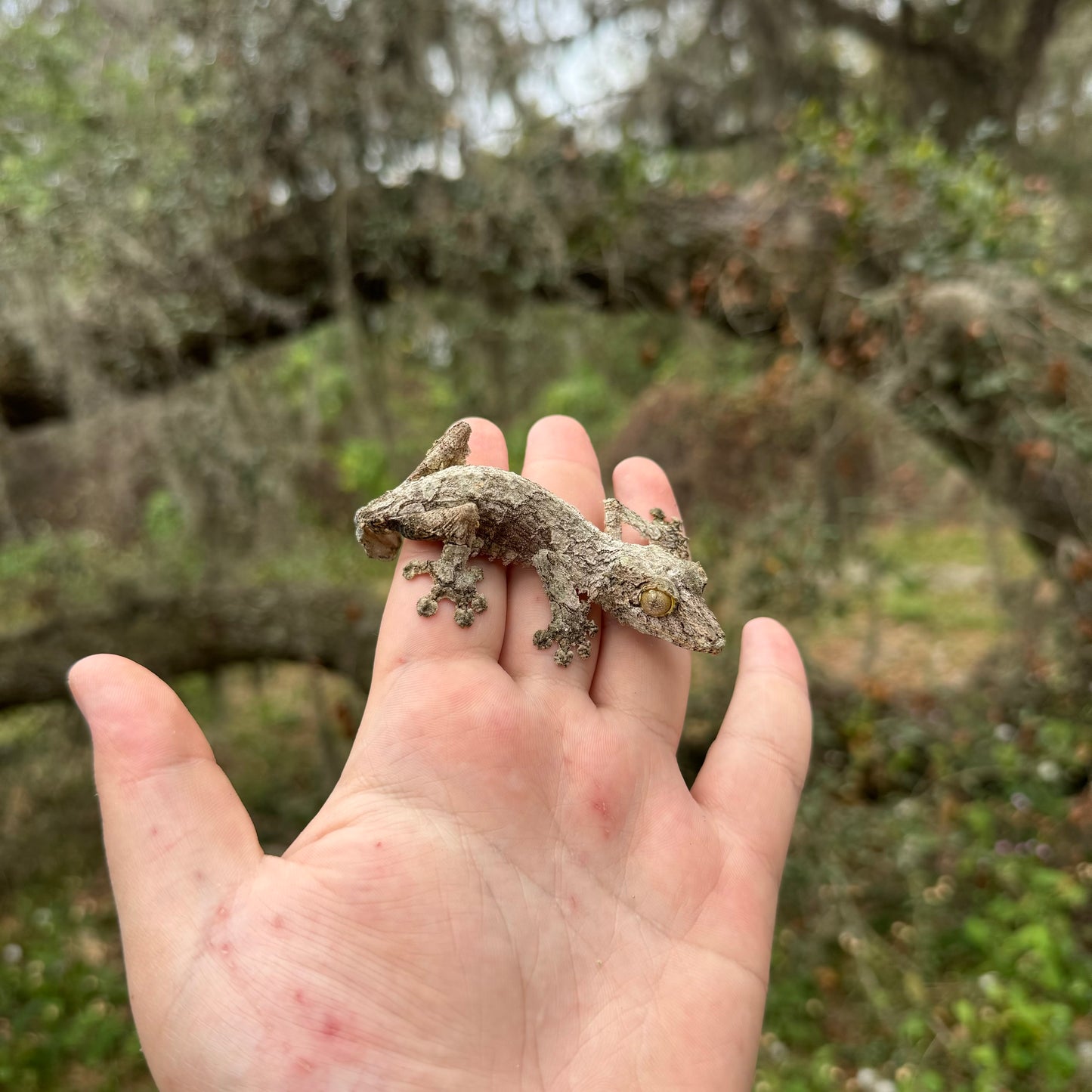 Mossy Leaf Tail Gecko