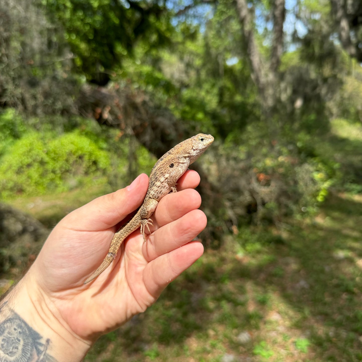 Hispaniolan Curlytail Lizard