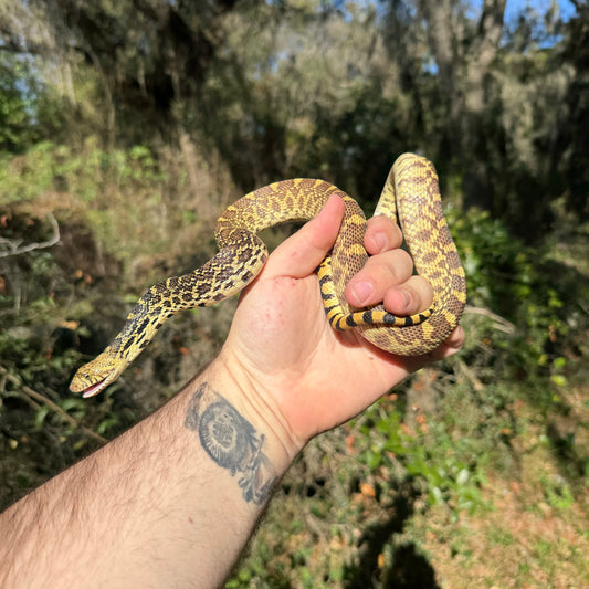 Bullsnake