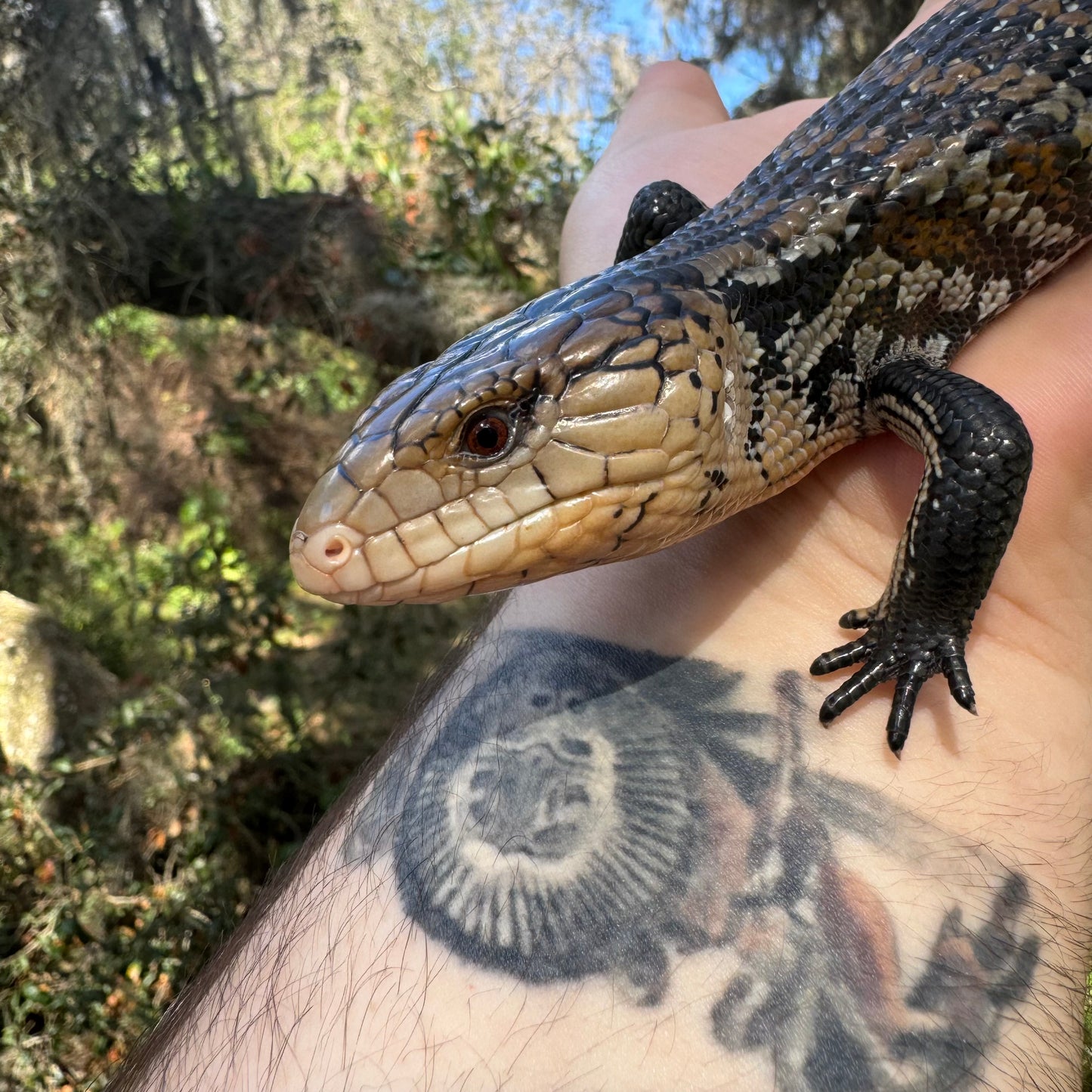 Aru Blue Tongue Skink