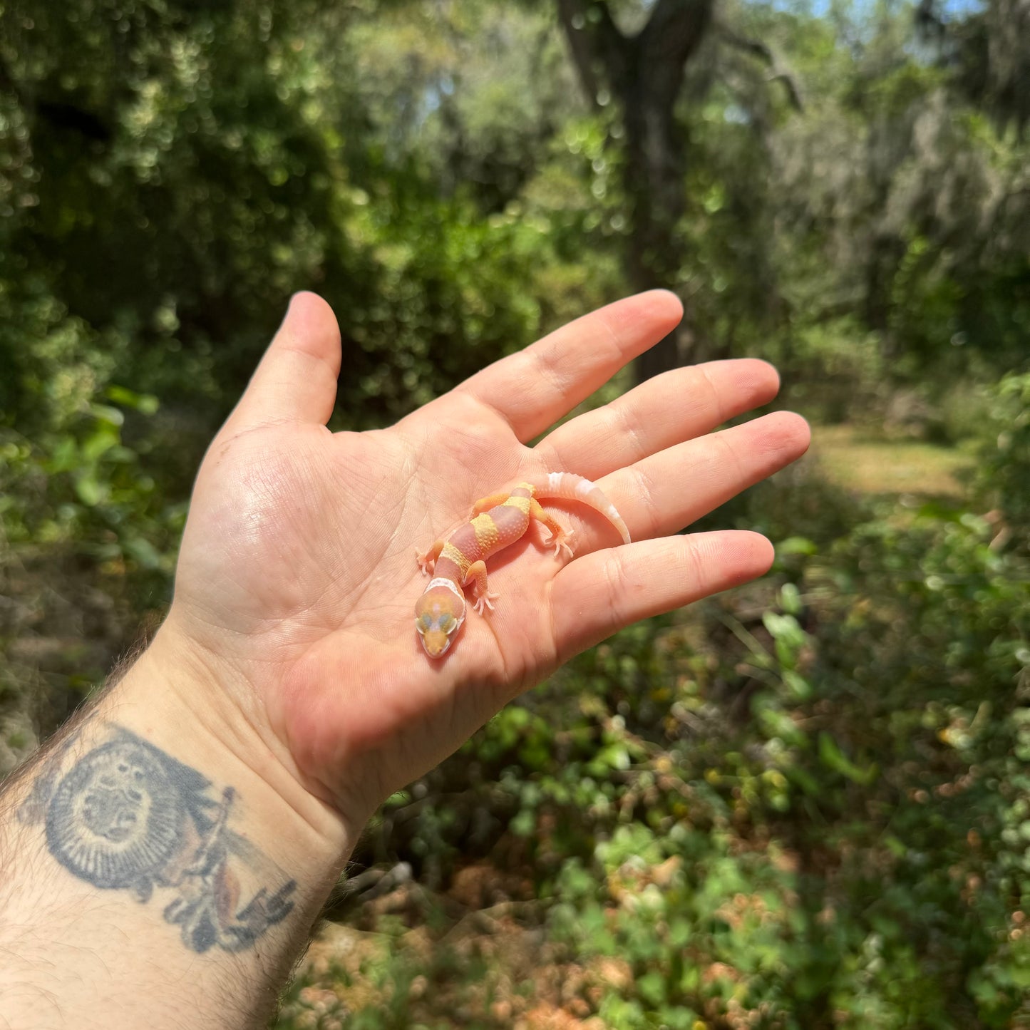 Baby Albino Leopard Gecko