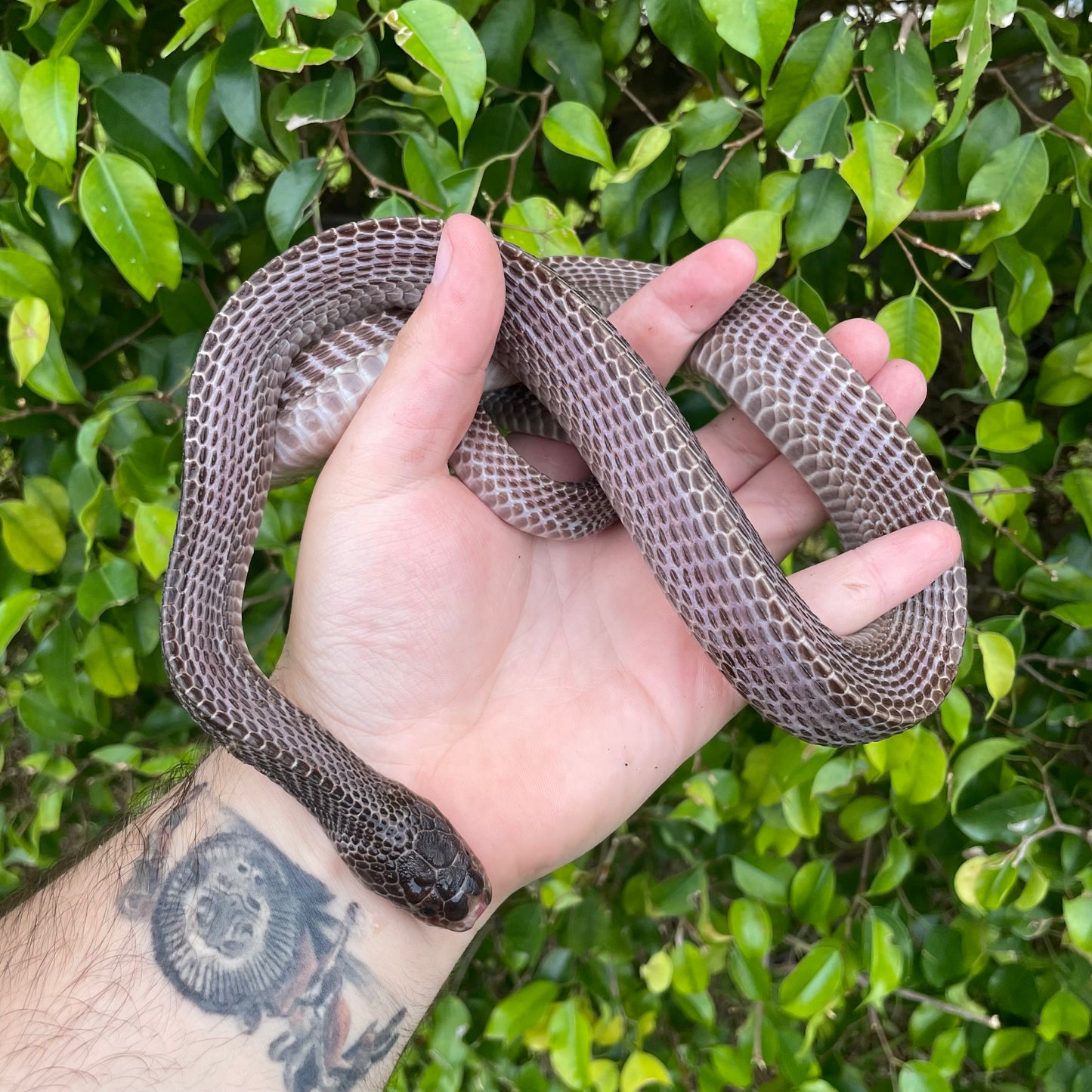 African File Snake