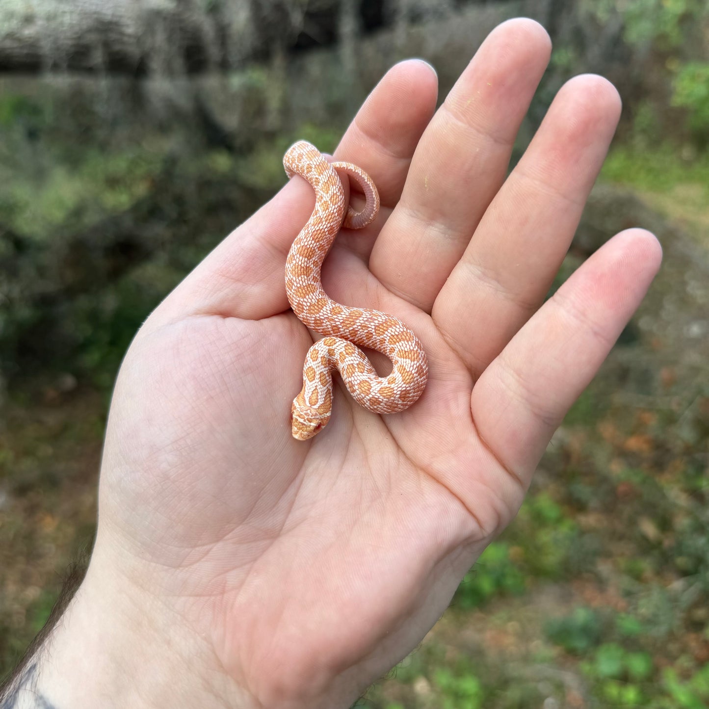 Albino Western Hognose