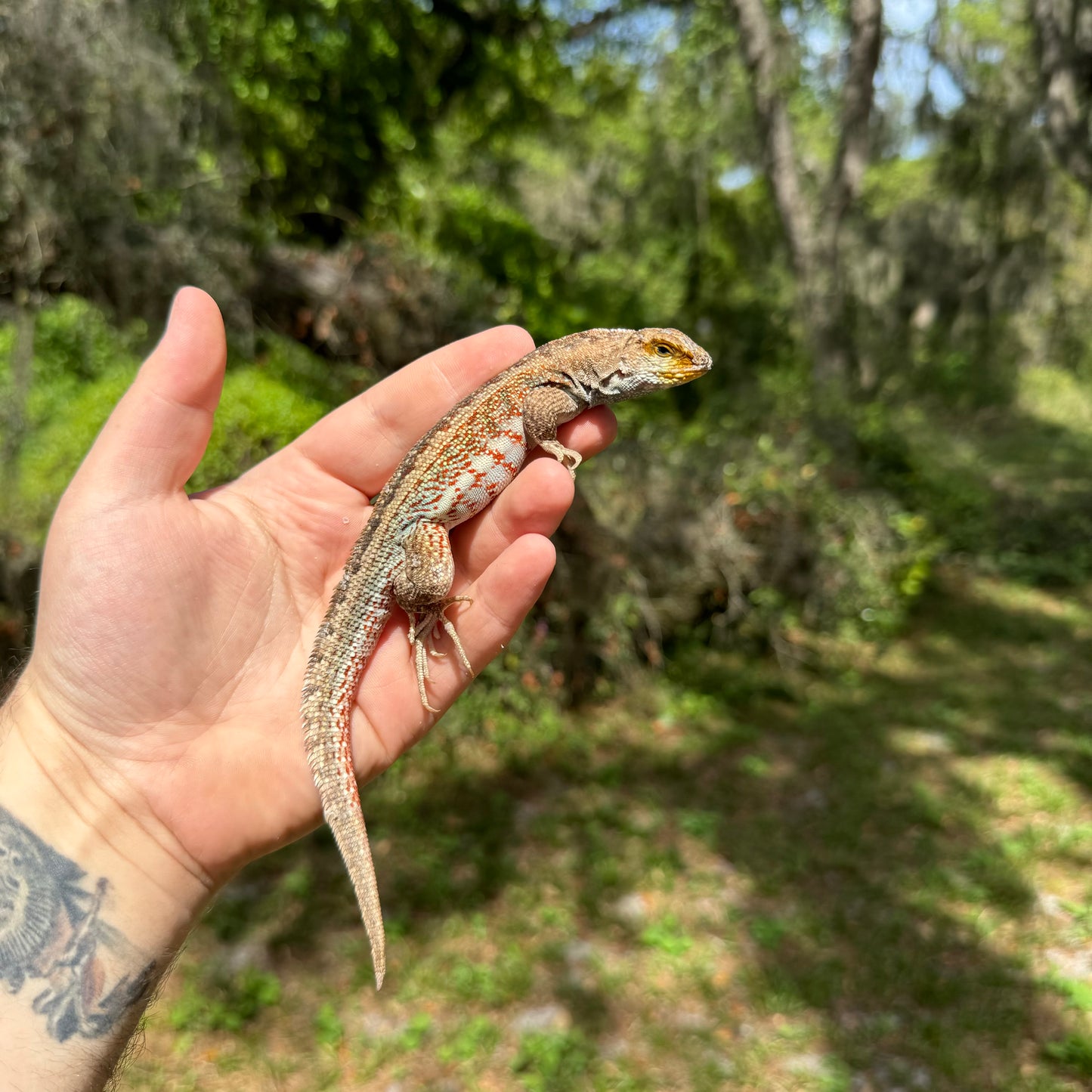 Hispaniolan Curlytail Lizard